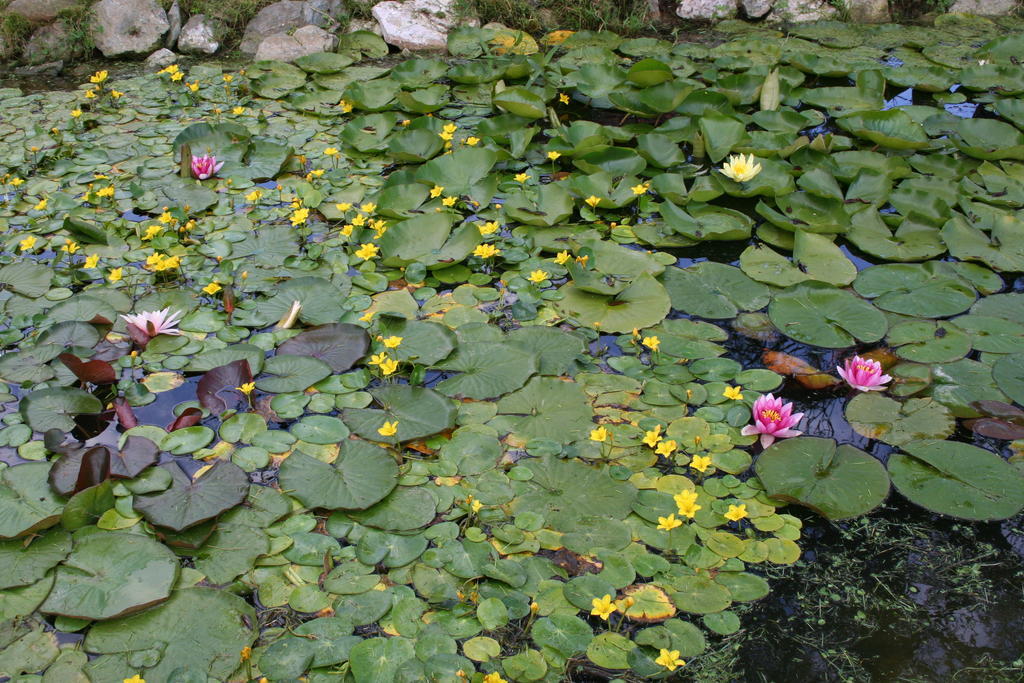 Aronia Park Βίλα Lubiechowa Εξωτερικό φωτογραφία